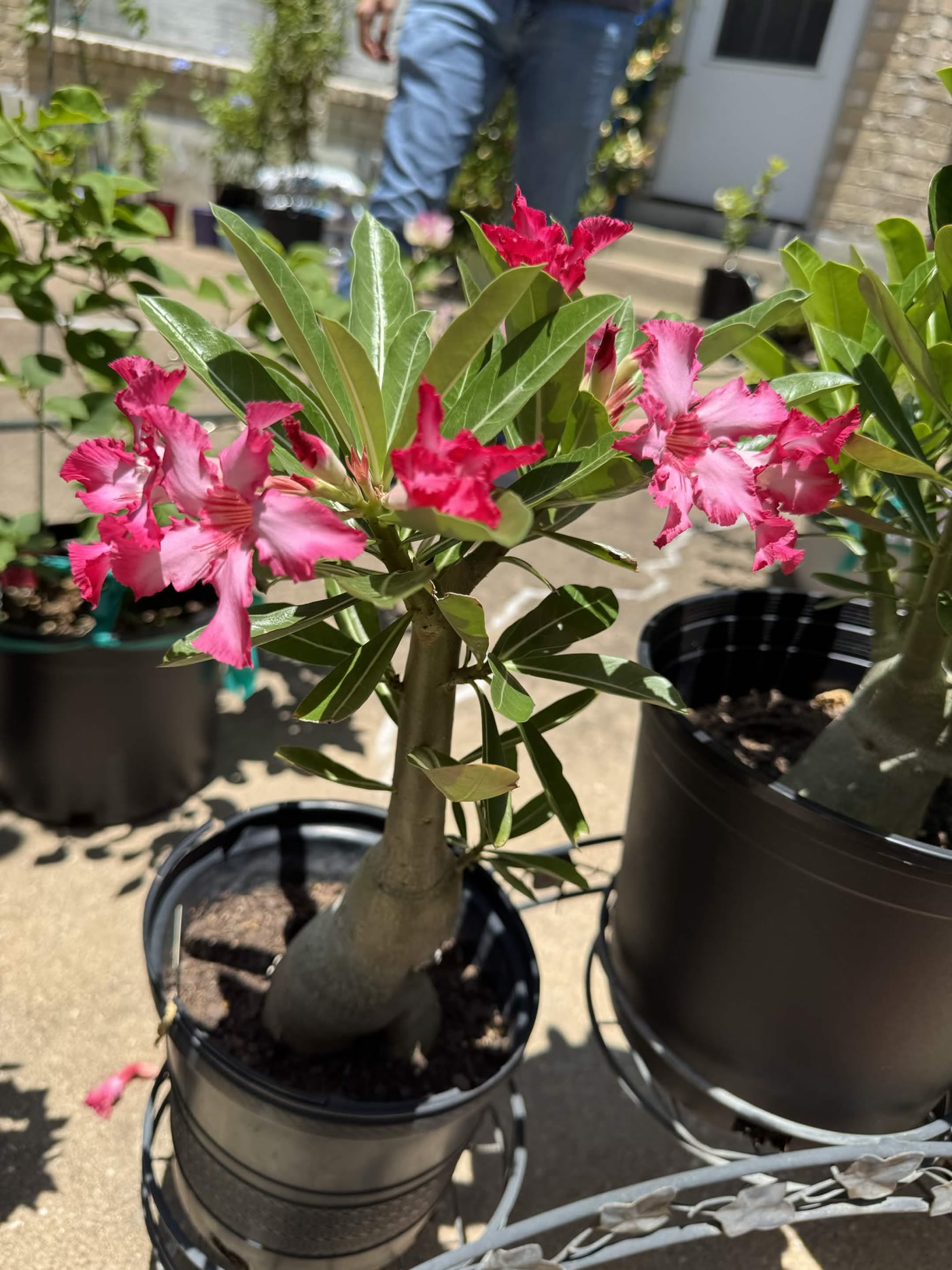 Close-up of a pink desert rose flower