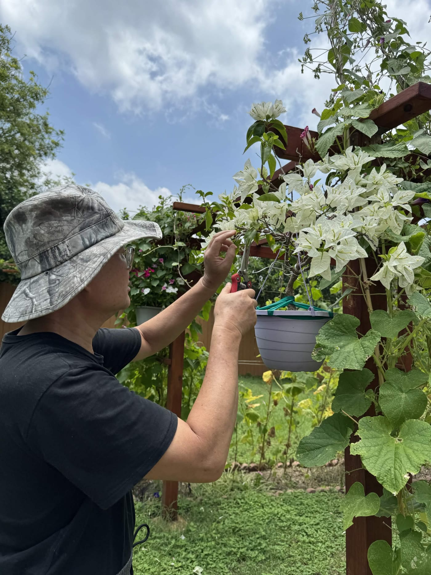 My dad tending his desert rose plants