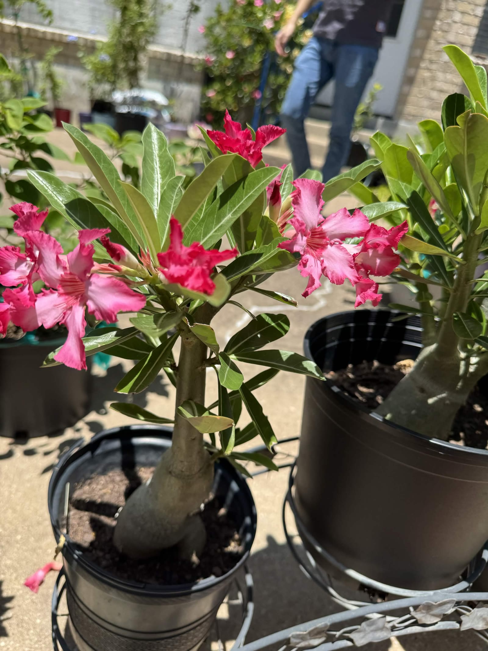 A blooming desert rose with pink flowers and a thick trunk