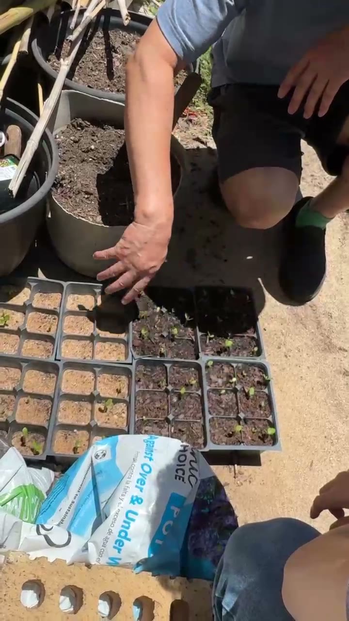 Desert rose seedlings just sprouting